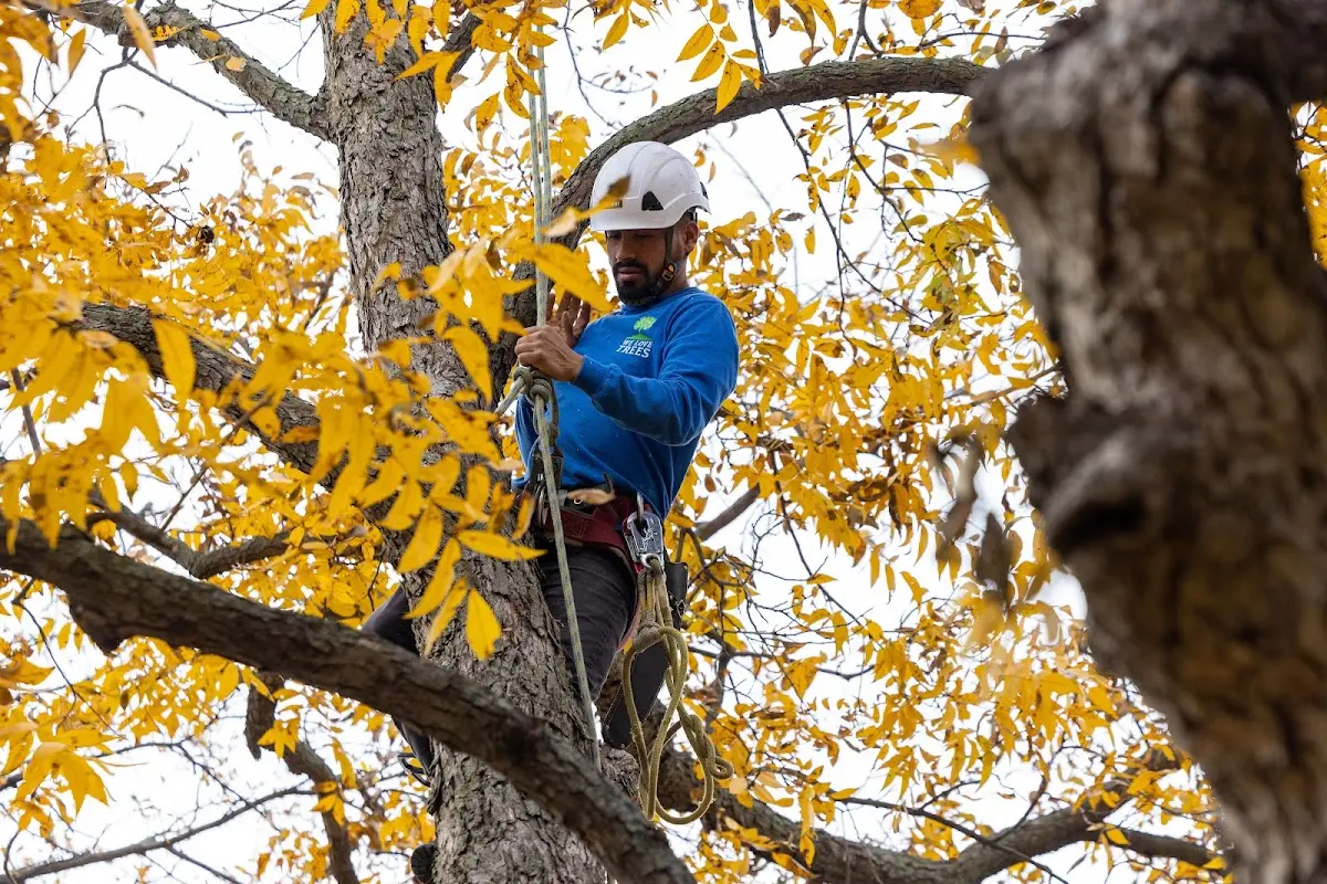 Skilled Tree Pruning crew working in Waterloo